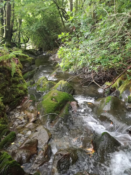 Earth & Water Elments